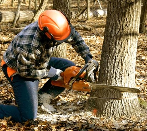 Tree Removal in Kremlin, MT